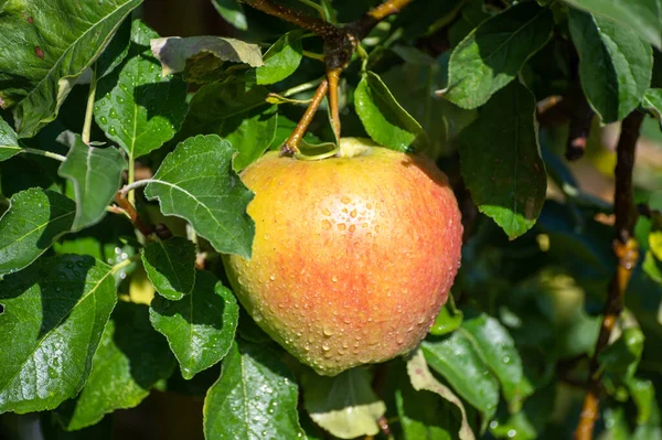 Grandes Pommes Braeburn Sucrées Mûrissant Sur Arbre Dans Verger Fruits — Photo