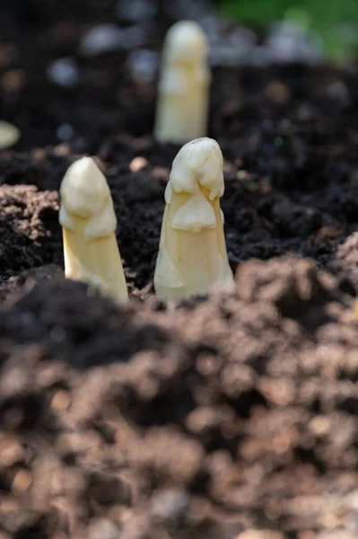 Pianta Bianca Asparago Coltivata Campo Agricolo Primavera Vicino Pronta Raccolta — Foto Stock