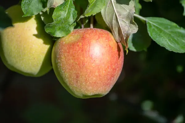 Stora Söta Braeburn Äpplen Mognar Träd Fruktträdgård Närbild — Stockfoto