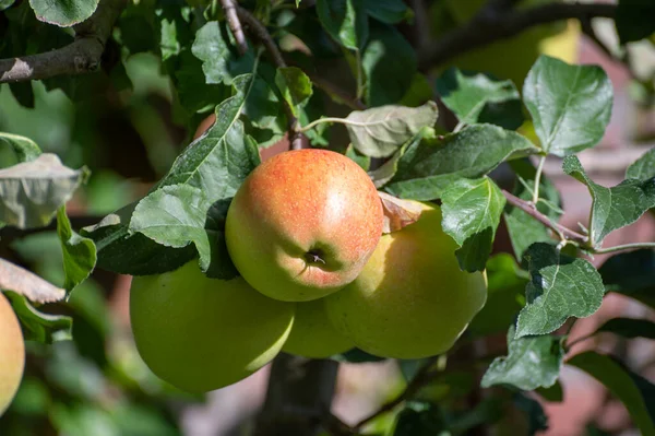 Grandes Maçãs Doces Braeburn Amadurecendo Árvore Pomar Frutas Perto — Fotografia de Stock