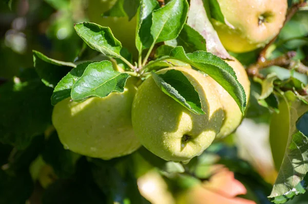 Grandes Manzanas Dulces Braeburn Maduración Árbol Huerto Frutas Cerca — Foto de Stock