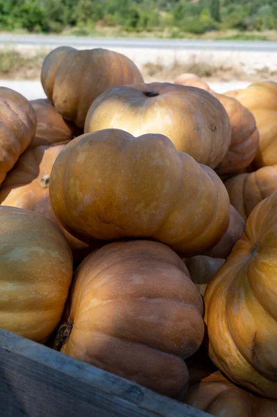 Новий Урожай Круглих Смачних Гарбузів Провансі Франція — стокове фото