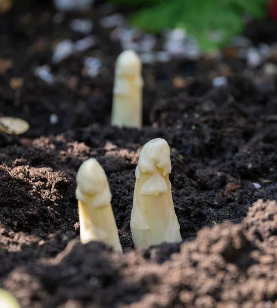 Pianta Bianca Asparago Coltivata Campo Agricolo Primavera Vicino Pronta Raccolta — Foto Stock