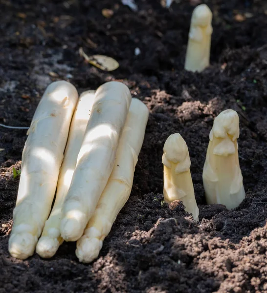 Weiße Spargelpflanze Die Frühjahr Auf Dem Feld Wächst Dicht Vor — Stockfoto