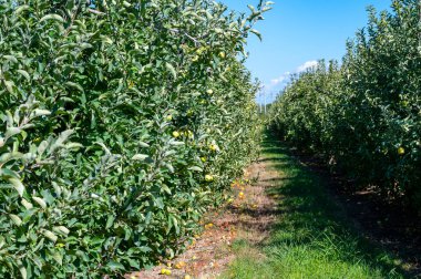 Fransa 'da meyve bahçeleri, olgun yeşil meyveli elma ağaçları Provence' de hasat için hazır.