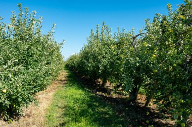 Fransa 'da meyve bahçeleri, olgun yeşil meyveli elma ağaçları Provence' de hasat için hazır.