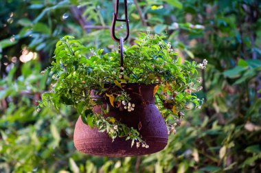 Bahçe tasarımı, yaz çiçekli eski kil çömlek yeşil yaz bahçesinde asılı