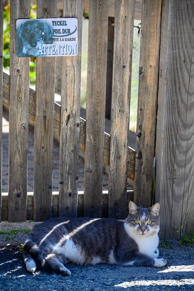 Gracioso Gato Grande Descansando Día Soleado Debajo Tabla Con Texto — Foto de Stock