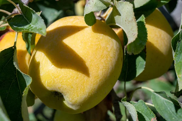 Vergers Fruitiers France Pommiers Aux Fruits Verts Mûrs Prêts Récolte — Photo