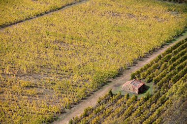 Portekiz 'deki Douro Vadisi' nde dünyanın en eski şarap bölgesinin renkli sonbahar manzarası, teraslı üzüm bağlarında yetişen farklı üzüm bağları, kırmızı, beyaz, yakut ve tawny porto şarabı üretimi.