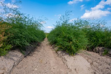 Yazın tarlalarda sıralanmış yeşil kuşkonmaz bitkileri