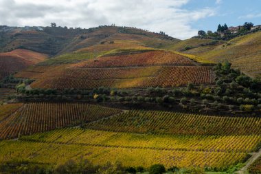Portekiz 'deki Douro Vadisi' nde dünyanın en eski şarap bölgesinin renkli sonbahar manzarası, teraslı üzüm bağlarında yetişen farklı üzüm bağları, kırmızı, beyaz, yakut ve tawny porto şarabı üretimi.