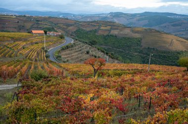 Portekiz 'deki Douro Vadisi' nde dünyanın en eski şarap bölgesinin renkli sonbahar manzarası, teraslı üzüm bağlarında yetişen farklı üzüm bağları, kırmızı, beyaz, yakut ve tawny porto şarabı üretimi.