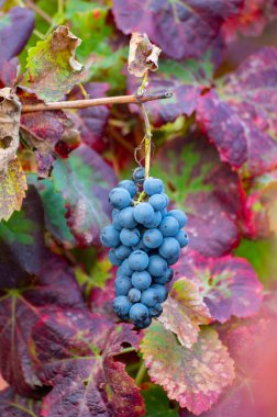 Sonbaharda Portekiz, Pinhao yakınlarındaki Douro nehir vadisinin teraslı üzüm bağlarında renkli yapraklar ve olgun siyah üzümler.