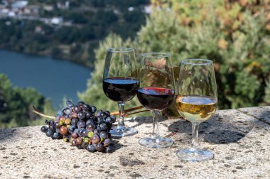 Güneşli sonbaharda, Douro Nehri Vadisi, Portekiz 'de bardaklarla güçlendirilmiş farklı liman şarapları tatmak.