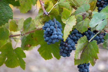 Sonbaharda Portekiz, Pinhao yakınlarındaki Douro nehir vadisinin teraslı üzüm bağlarında renkli yapraklar ve olgun siyah üzümler.
