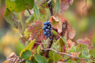 Sonbaharda Portekiz, Pinhao yakınlarındaki Douro nehir vadisinin teraslı üzüm bağlarında renkli yapraklar ve olgun siyah üzümler.