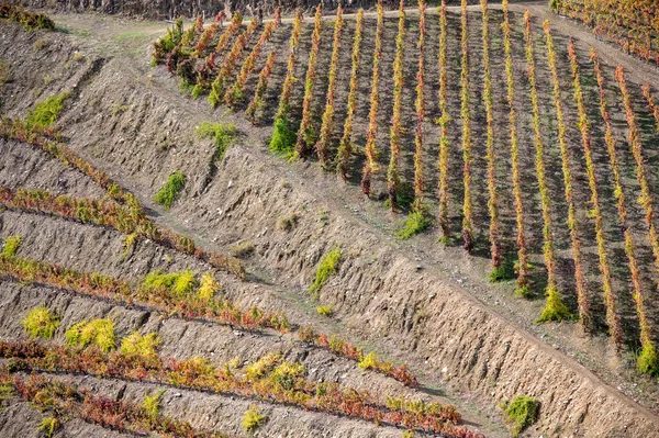 Kleurrijk Herfstlandschap Van Het Oudste Wijngebied Ter Wereld Douro Vallei — Stockfoto