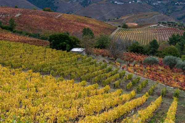 Színes Őszi Táj Világ Legrégebbi Borvidéke Douro Völgy Portugáliában Különböző — Stock Fotó