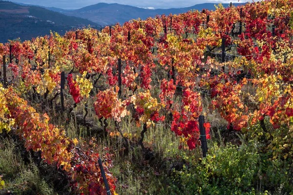 Oldest wine region in world Douro valley in Portugal, colorful very old grape vines growing on terraced vineyards in autumn, production of red, white and port wine.