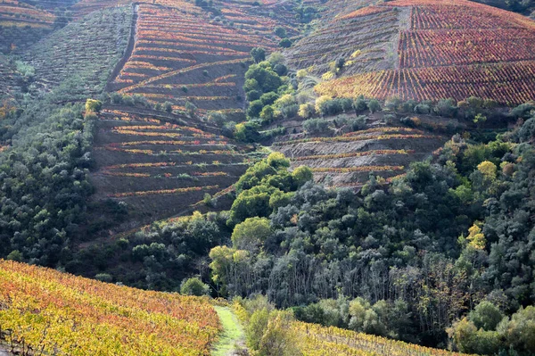 Színes Őszi Táj Világ Legrégebbi Borvidéke Douro Völgy Portugáliában Különböző — Stock Fotó