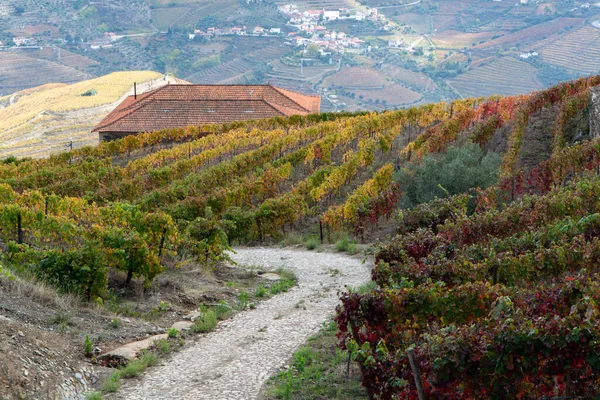 Färgglada Höstlandskap Äldsta Vindistrikt Världen Dourodalen Portugal Olika Druvsorter Som — Stockfoto