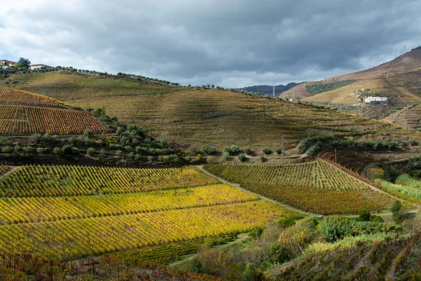 Colorido Paisaje Otoñal Región Vinícola Más Antigua Del Mundo Valle — Foto de Stock