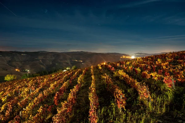 世界多罗山谷最古老葡萄酒产区五彩缤纷的秋天风景 梯田上生长的各种葡萄品种 红葡萄酒 白葡萄酒 红宝石葡萄酒和牛皮葡萄酒的产量 — 图库照片