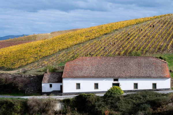 Paisagem Outono Colorida Região Vinícola Mais Antiga Mundo Vale Douro — Fotografia de Stock