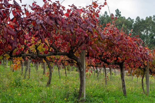 Región Vitivinícola Más Antigua Del Mundo Valle Del Duero Portugal —  Fotos de Stock