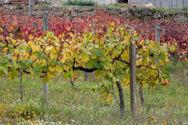 Oldest wine region in world Douro valley in Portugal, different varietes of red grape vines growing on vineyard in autumn after harvest, production of red, white and port wine.