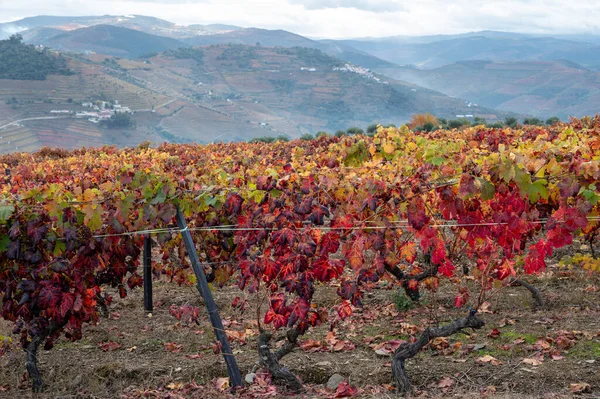 Oldest wine region in world Douro valley in Portugal, colorful very old grape vines growing on terraced vineyards in autumn, production of red, white and port wine.