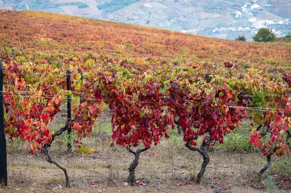 Nejstarší Vinařská Oblast Světě Douro Údolí Portugalsku Barevné Velmi Staré — Stock fotografie