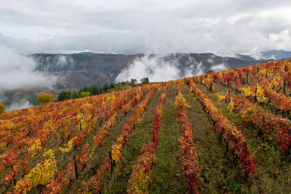 Colorato Paesaggio Autunnale Della Più Antica Regione Vinicola Del Mondo — Foto Stock