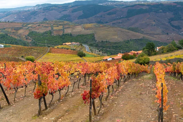 Kleurrijk Herfstlandschap Van Het Oudste Wijngebied Ter Wereld Douro Vallei — Stockfoto