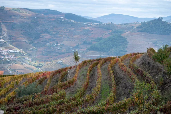 Barevná Podzimní Krajina Nejstarší Vinařské Oblasti Světě Douro Údolí Portugalsku — Stock fotografie