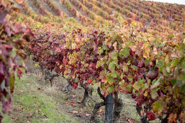 포르투갈의 계곡에 세계에서 지역의 계단식 포도밭에서 자라는 황갈색 포도주를 생산하는 — 스톡 사진
