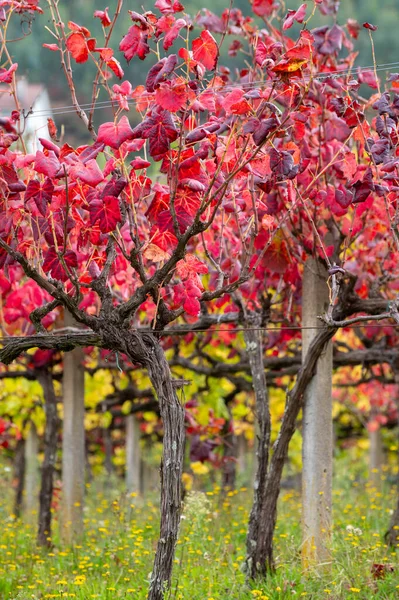 Oldest wine region in world Douro valley in Portugal, different varietes of red grape vines growing on vineyard in autumn after harvest, production of red, white and port wine.