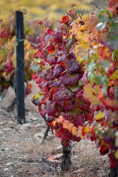 Världens Äldsta Vinregion Dourodalen Portugal Färgglada Mycket Gamla Vinstockar Som — Stockfoto