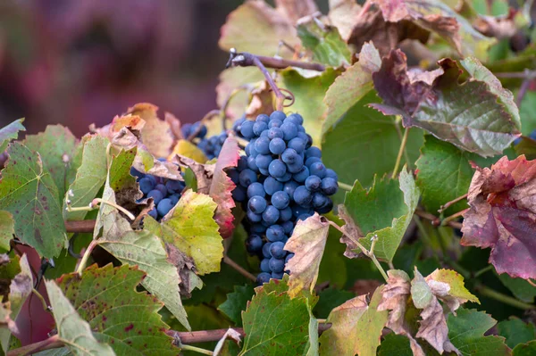 Feuilles Colorées Raisins Noirs Mûrs Sur Les Vignobles Terrasses Vallée — Photo