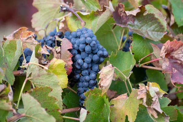 Kolorowe Liście Dojrzałe Czarne Winogrona Tarasowych Winnicach Doliny Rzeki Douro — Zdjęcie stockowe