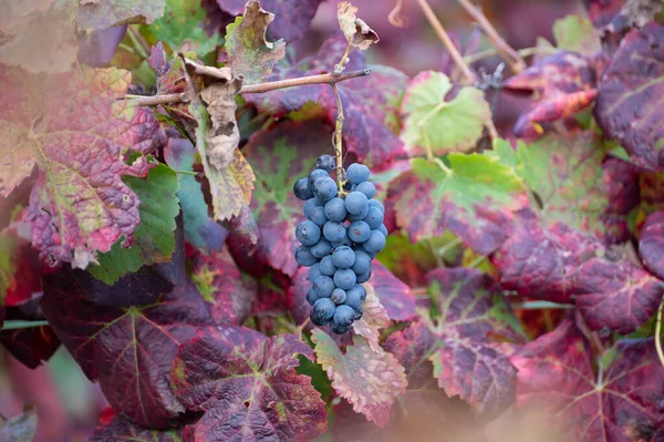 Farbenfrohe Blätter Und Reife Schwarze Trauben Auf Terrassenförmigen Weinbergen Des — Stockfoto