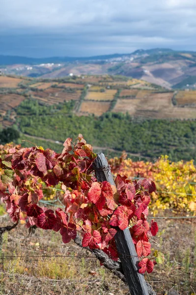 Världens Äldsta Vinregion Dourodalen Portugal Färgglada Mycket Gamla Vinstockar Som — Stockfoto