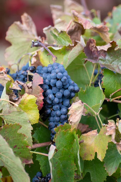 Színes Levelek Érett Fekete Szőlő Douro Folyó Völgyének Teraszos Szőlőültetvényein — Stock Fotó