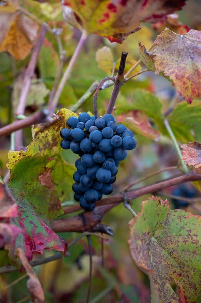 Colorful Leaves Ripe Black Grapes Terraced Vineyards Douro River Valley — Stock Photo, Image