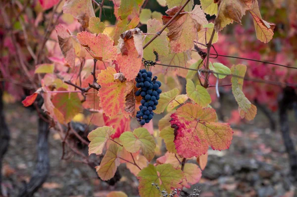 Bunte Herbstlandschaft Der Ältesten Weinregion Der Welt Douro Tal Portugal — Stockfoto