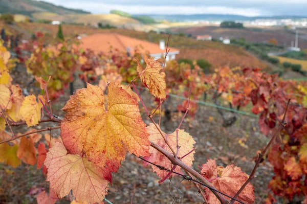 Oldest wine region in world Douro valley in Portugal, colorful very old grape vines growing on terraced vineyards in autumn, production of red, white and port wine.