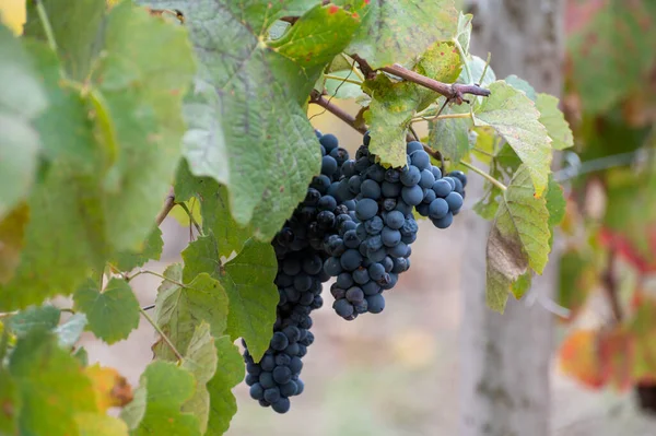 Folhas Coloridas Uvas Pretas Maduras Vinhas Socalcos Vale Rio Douro — Fotografia de Stock