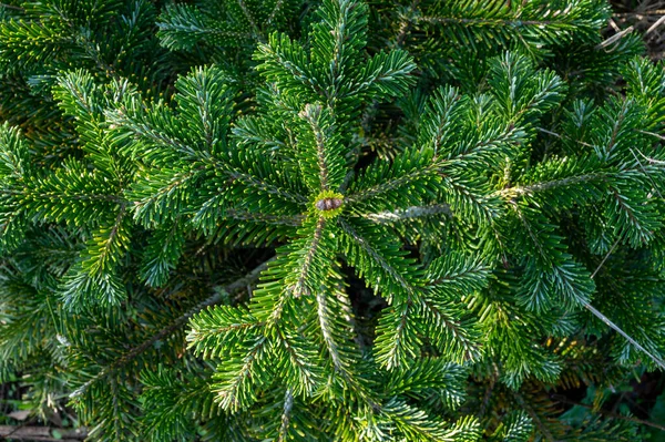 Plantation Vintergröna Nordmann Firs Julgran Växer Vårdörr Nära — Stockfoto