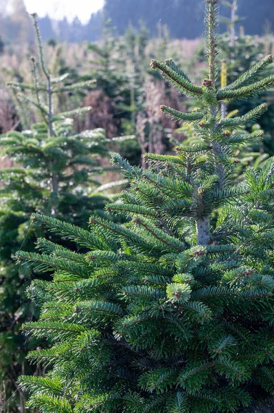 Chbfffff Plantation Evergreen Nordmann Firs — 스톡 사진